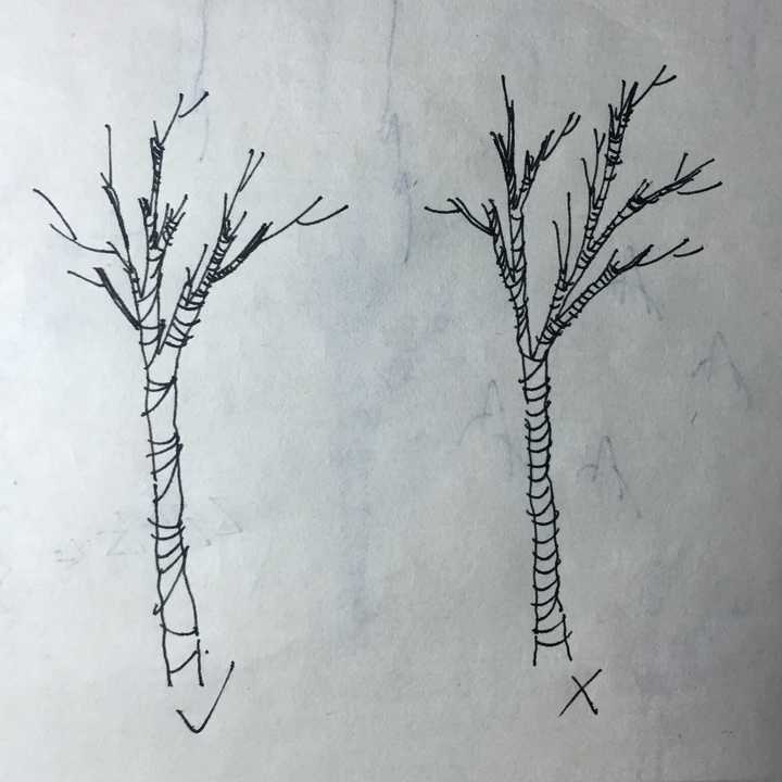 景观手绘中树怎么画比较好看? - 知乎