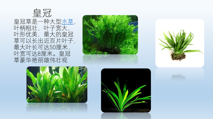 新人入坑水草缸 求大神科普水草知识 包括水草种类 品名习性等 知乎 新人入坑水草缸 求大神科普水草知识 包括水草种类 品名习性等 知乎
