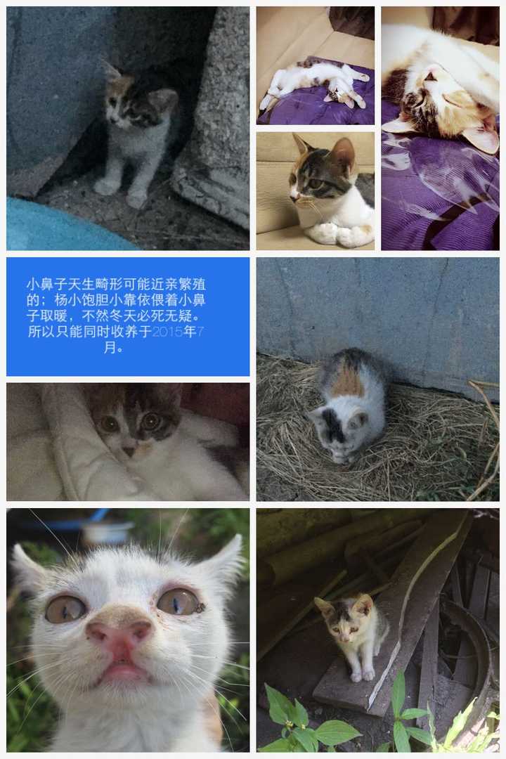 如何看待纯种猫买卖 知乎