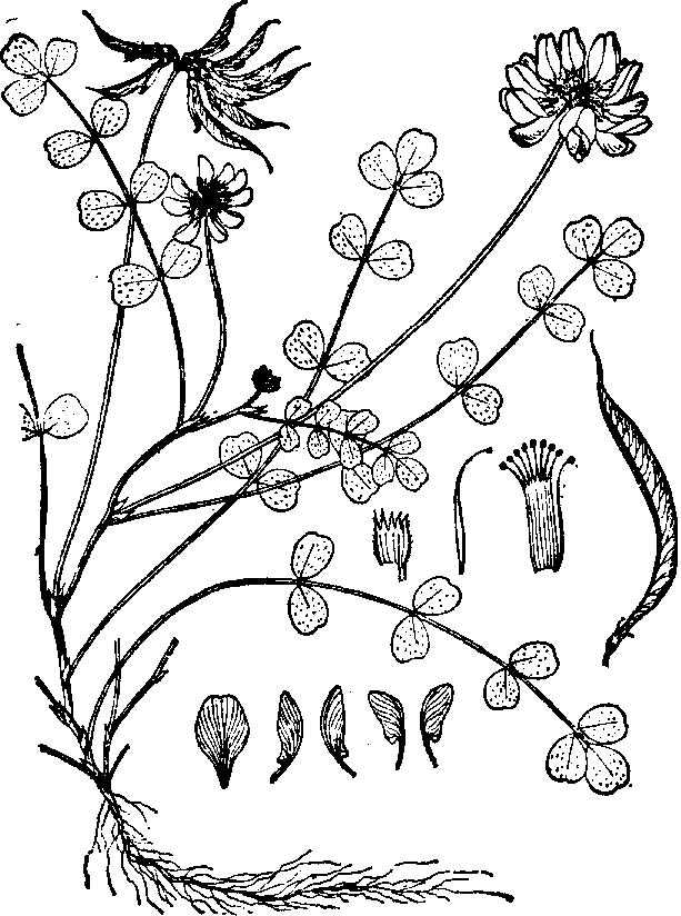 谢邀~ 紫云英 别名:红花草籽 拉丁名:astragalus sinicus l 发布于
