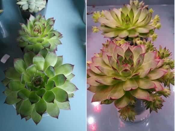 冷光led灯能不能给植物补光 作用大不大 能不能顶替晒太阳 知乎 冷光led灯能不能给植物补光 作用大不大 能不能顶替晒太阳 知乎