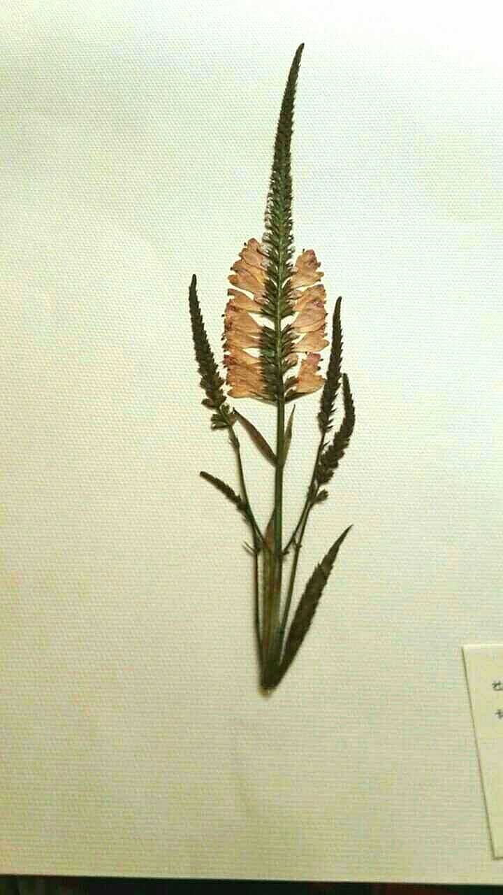 如何制作简易的植物标本 知乎