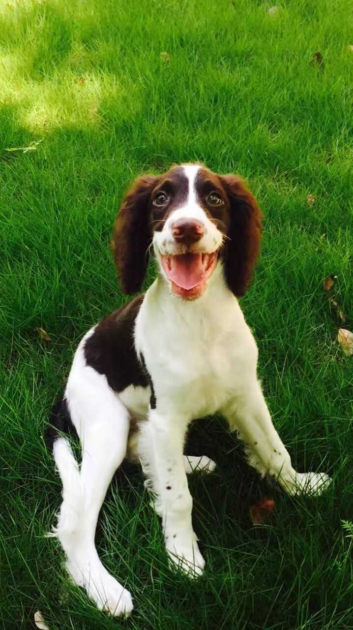 史宾格犬的性格好吗 智商高吗? - 知乎