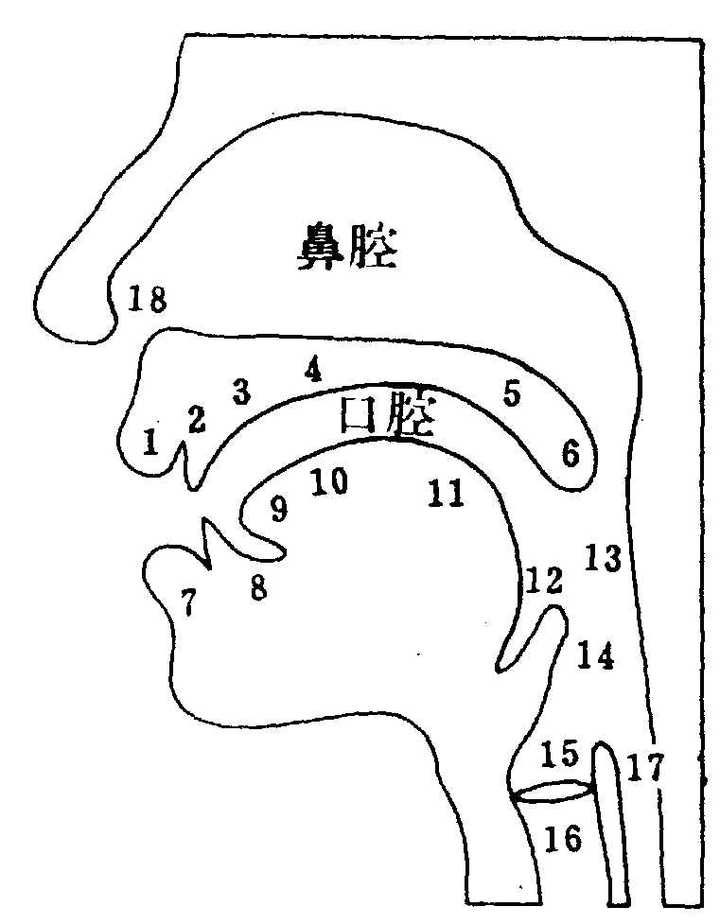 英语的 8 应当怎样发音 是否咬舌 知乎