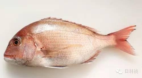 跟日本料理有关的动漫和日剧中经常会看到鲷鱼 为什么日本人这么喜欢鲷鱼 碗丸的回答 知乎
