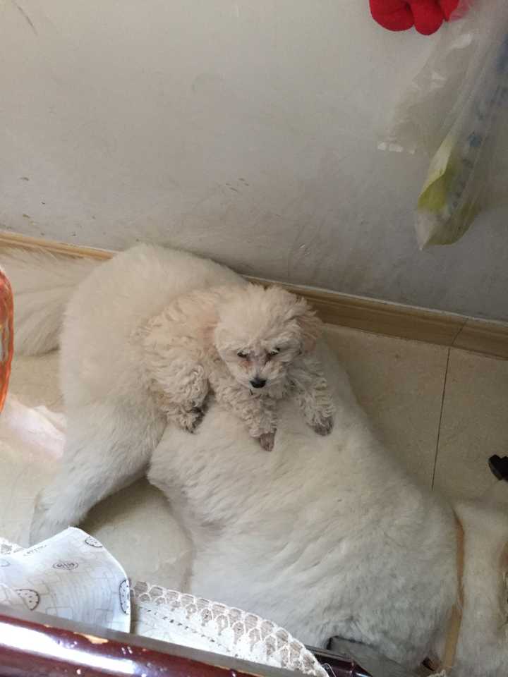 养狗需要做哪些前期工作才能放心养狗 知乎