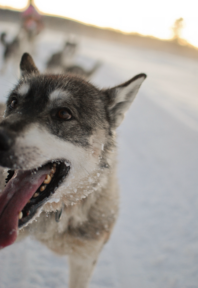 也可以去北极圈内体验狗拉雪橇雪地摩托