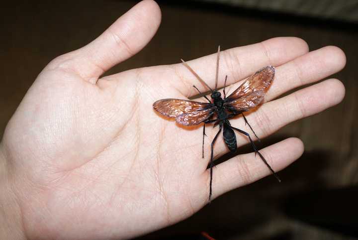 蜘蛛的天敌是什么