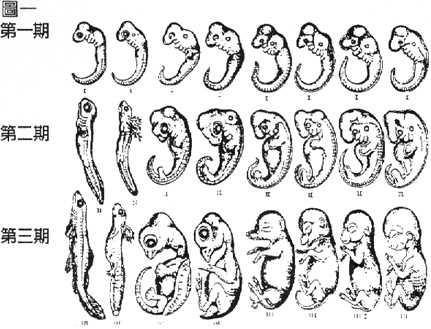 胚胎发育为什么要重演进化的过程?