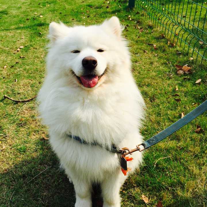 把萨摩耶从小养到大是怎么样的一种体验 知乎 把萨摩耶从小养到大是怎么样的一种体验 知乎