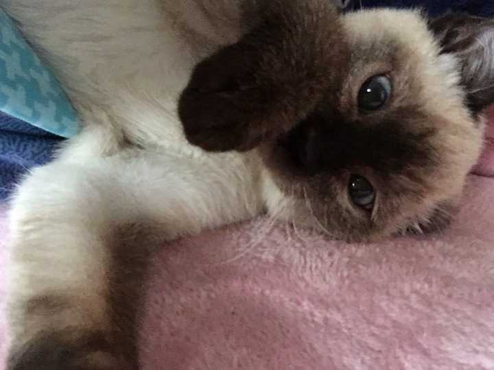有没有知友又养猫又养多肉的 知乎