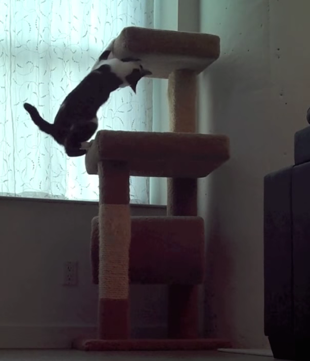 如何防止猫抓沙发 知乎 如何防止猫抓沙发 知乎