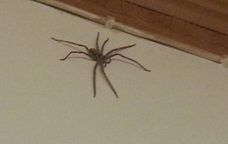 突然出现在家里的 这是什么蜘蛛 知乎