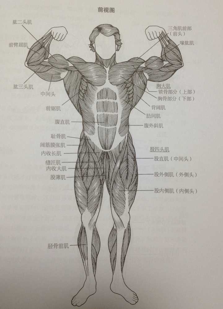 一般在健身时,可以把需要锻炼的肌肉分为一下几个部分: ①  胸部:胸肌