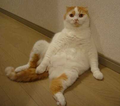 猫后腿无力是怎么回事？ - 知乎