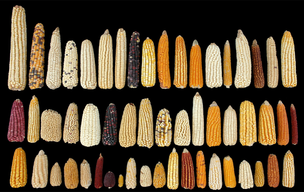 给你一些各种各样的玉米图片你就知道了.