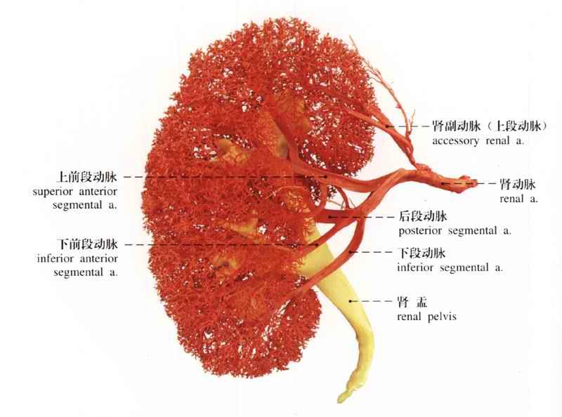 肾动脉分段示意图图片