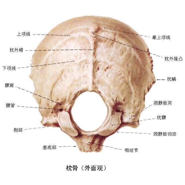 颞骨乳突部图片