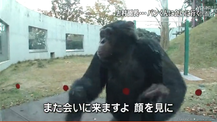 想知道日本猩猩小庞的近况 Robin Chan 的回答 知乎