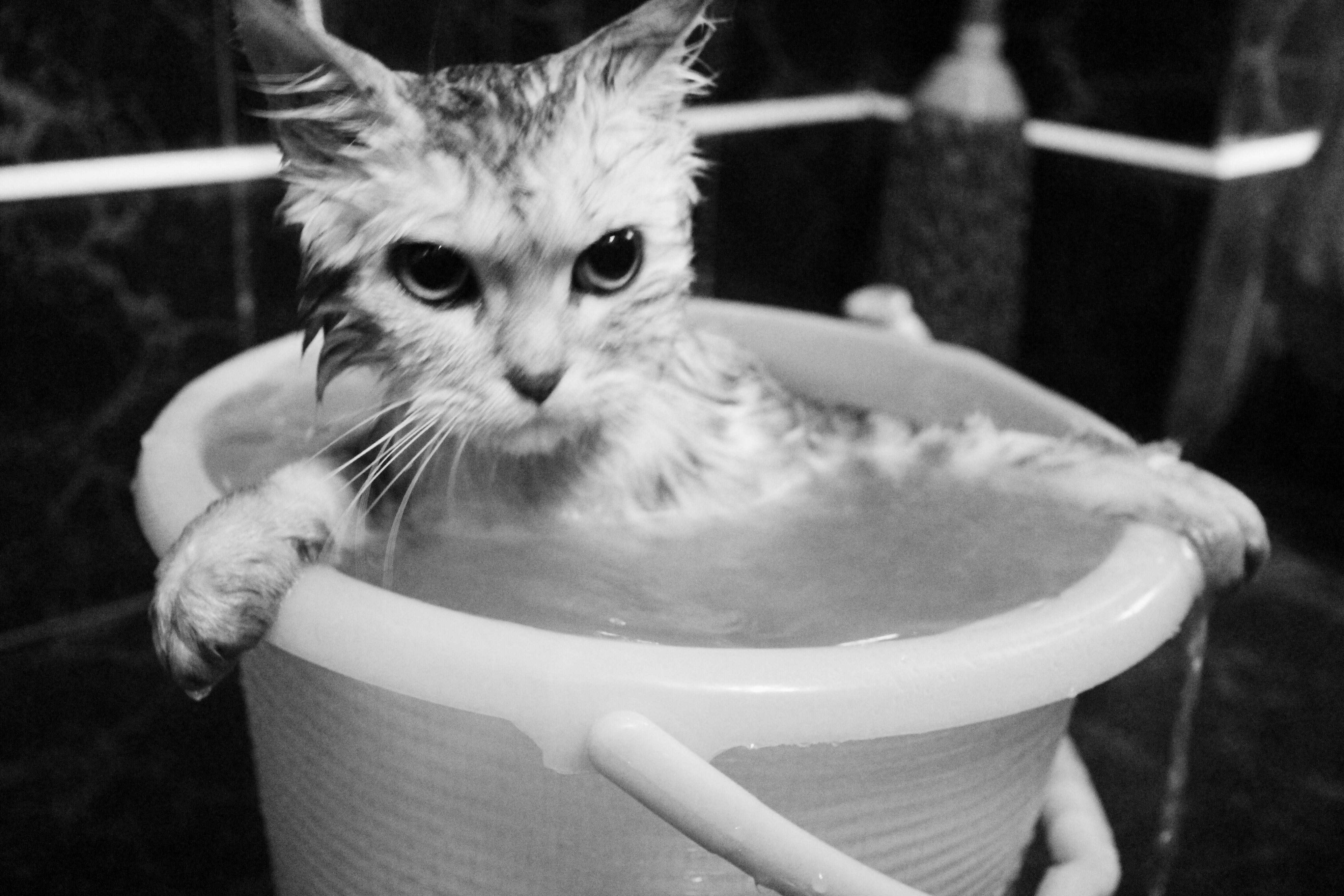 一只有故事的泡澡猫后来长大了, 剃了毛 穿了衣服 还有了弟弟 现在又