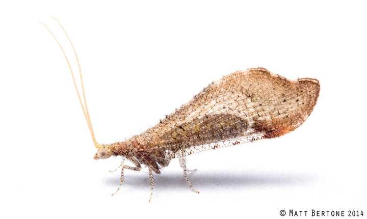 有哪些生物外形迥异 但实际上亲缘关系却很近 知乎 有哪些生物外形迥异 但实际上亲缘关系却很近 知乎