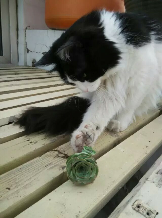 有没有知友又养猫又养多肉的 知乎 有没有知友又养猫又养多肉的 知乎