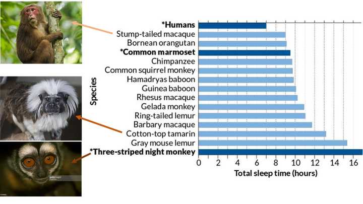 在灵长类动物中 人类为什么平均睡眠时间最少 睡眠时间在进化上对人类有哪些影响 知乎