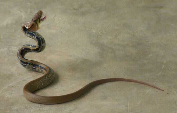 三索颌腔蛇,无毒,但脾气火爆,一言不合就摆出这种姿势 比如这个