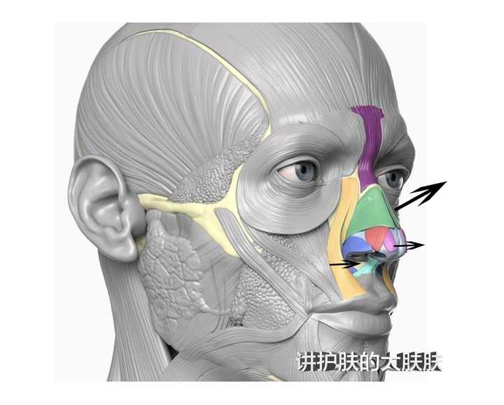 提上唇鼻翼肌放松图片