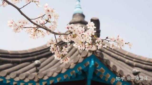 有哪些描写樱花很美的诗句 知乎