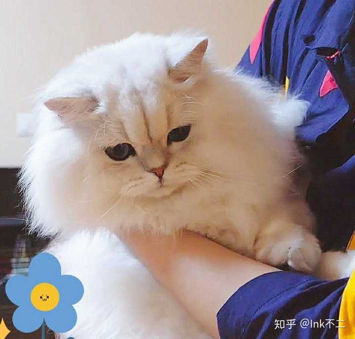 如何评价b站up主花少北的猫花生米 知乎