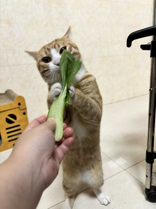 猫和人住久了真的能听懂人话吗?