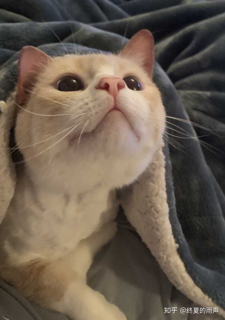 对猫过敏怎么办? - 知乎