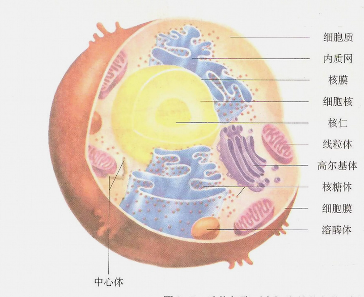 动物为什么没有细胞壁 知乎