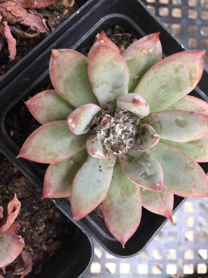 多肉有虫卵 是什么虫 要怎么治呀 知乎