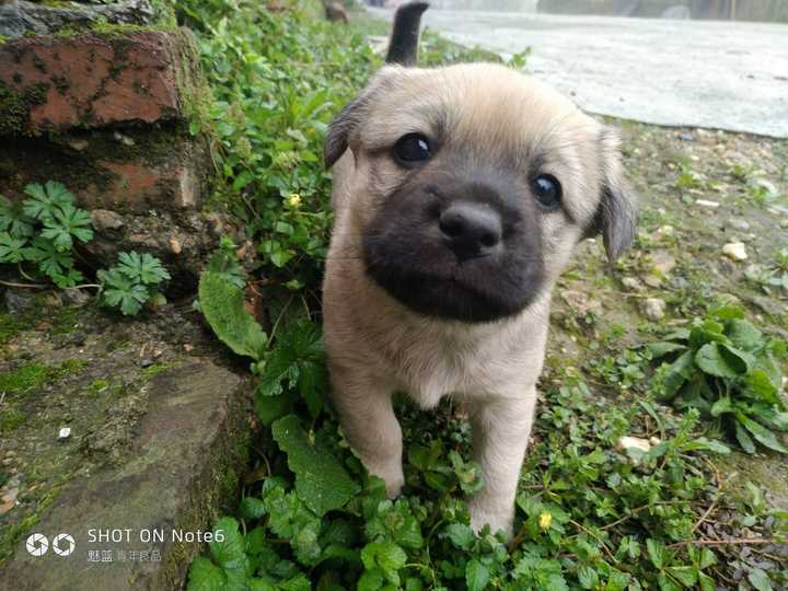 中華田園犬的顏值可以多高?