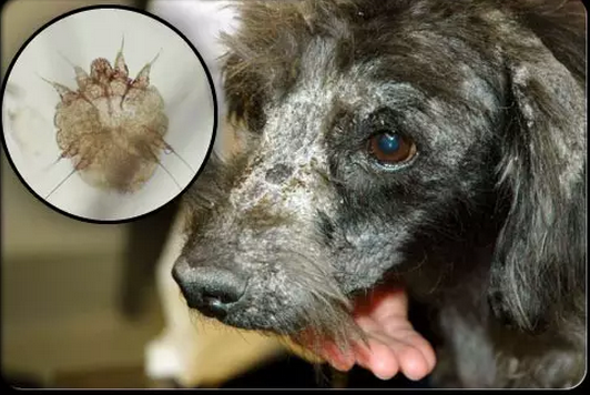 三个月体重6kg的母金毛,如何使用伊维菌素片治疗疥螨?