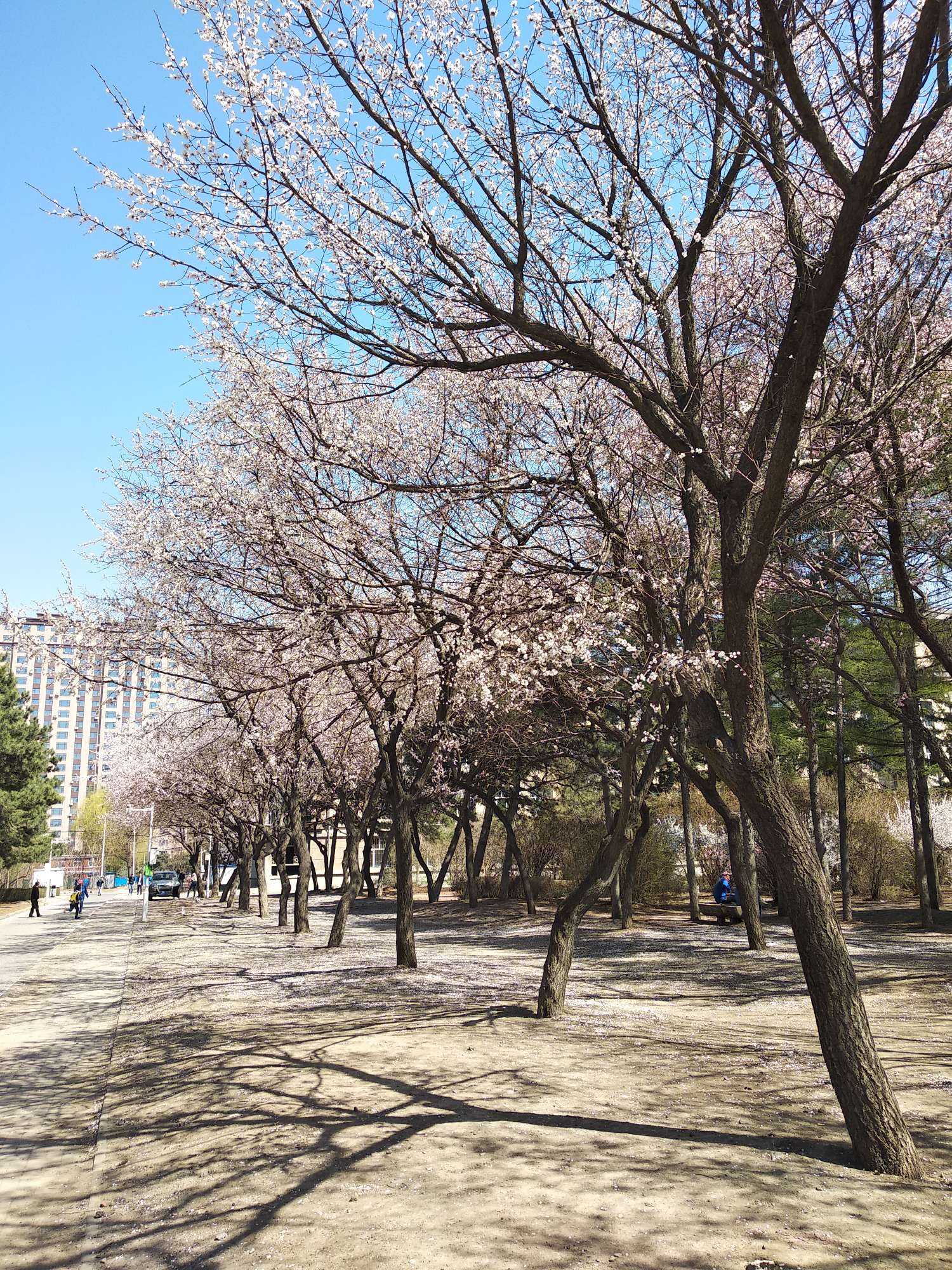 吉大杏花林,偶遇畢業生