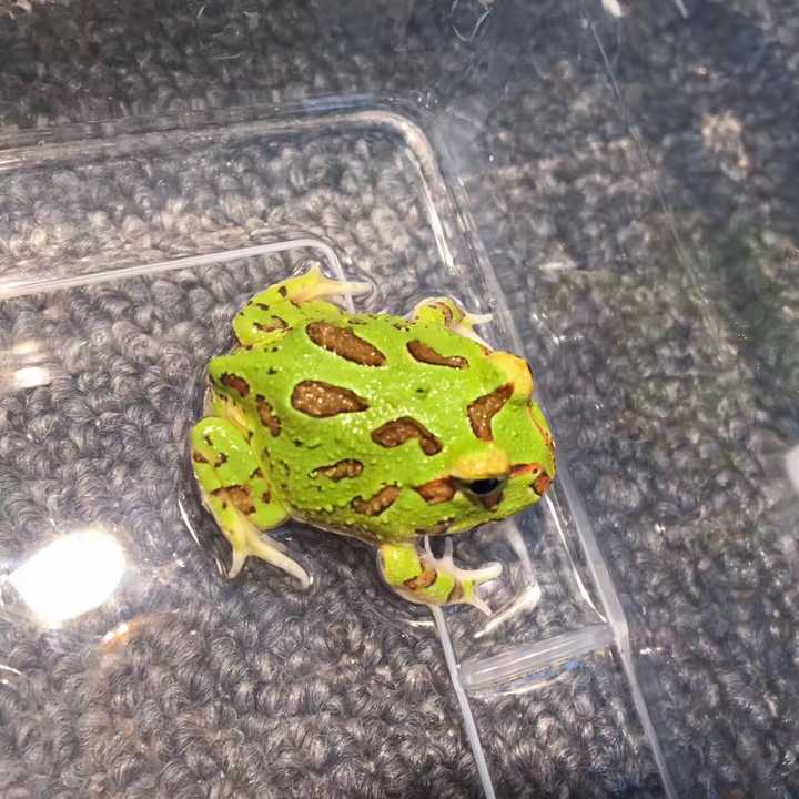 新手想养角蛙 都需要什么 土养好还是水养好 宠物蛙用什么缸来养 朴乐网