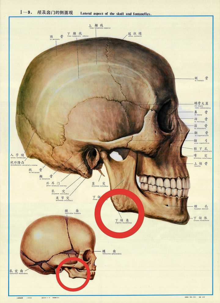 脸部髋骨图片