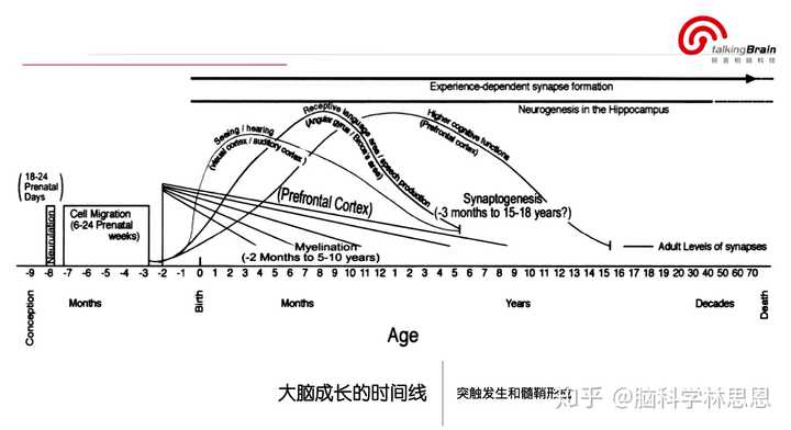 大脑突触发展规律图图片