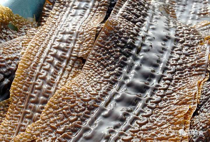 昆布和海带是一个东西吗 知乎