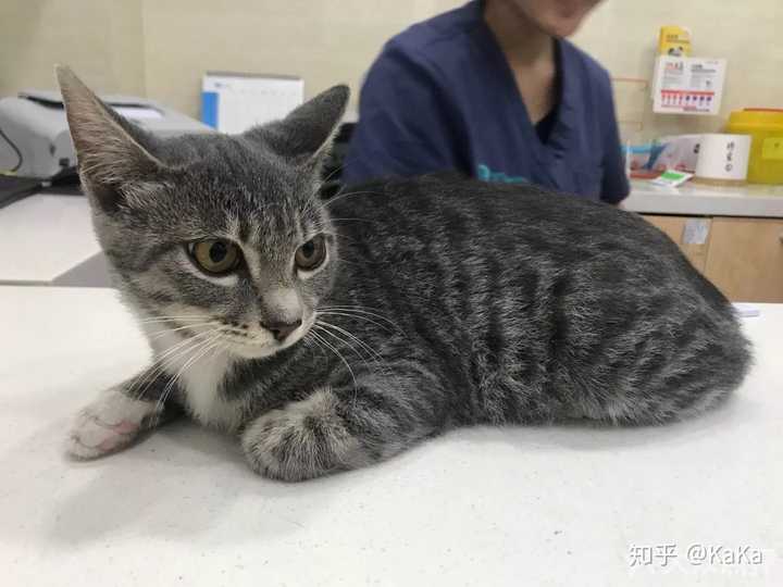 如何区分狸花猫和美国短毛猫 知乎