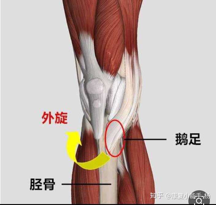 足内侧肌肉图片