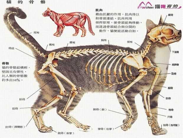 蠢汪的骨骼图(同上)