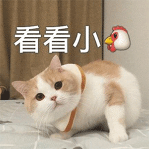 300_300gif 动态图 动图