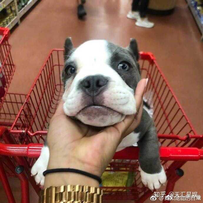 这么萌的捧头杀,你被萌到了没