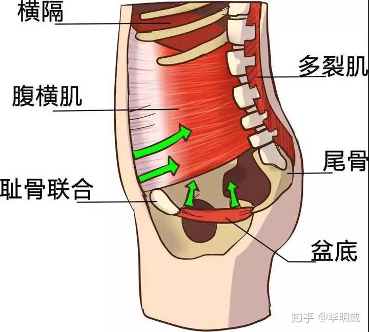 如何锻炼腹肌和腰肌又不伤腰椎