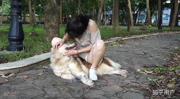 骑狗是怎样的体验?