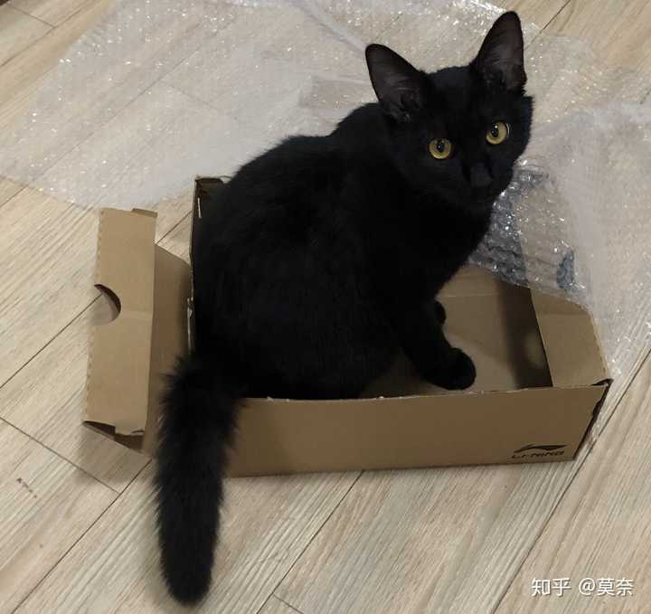 怎么才能得到一只纯黑色的猫?